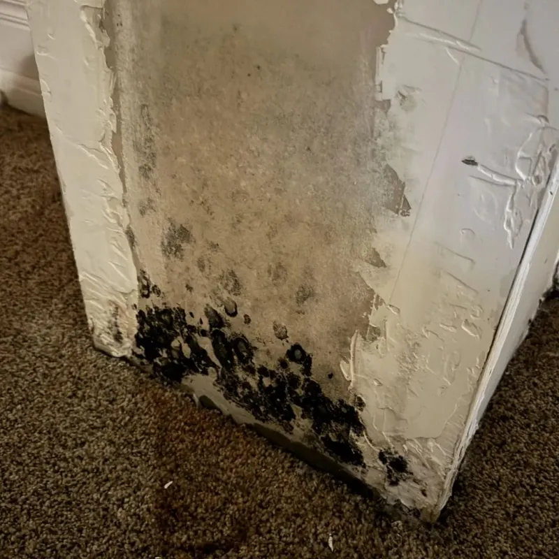 Professional Mold Removal in Reeves County, TX